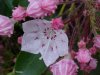 Mountain Laurel (Kalmia latifolia)