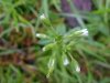 Mouse-ear Chickweed (Cerastium fontanum)