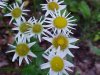 Philadelphia Fleabane (Erigeron philadelphicus)