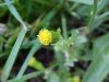 Wild Lettuce (Lactuca  canadensis)