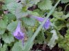 Ground Ivy; Gill-over-the-ground;  Creeping Charlie (Glechoma  hederacea)