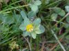 Black Medick (Medicago  lupulina)