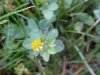 Looks like Black Medick (Medicago lupulina)