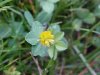 Black Medick (Medicago  lupulina)