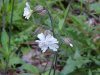 White Campion; Evening Lychnis; White Cockle (Silene latifolia, Silene  Alba)