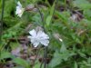 White Campion; Evening Lychnis; White Cockle (Silene latifolia, Silene Alba)