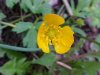 Common Buttercup (Ranunculus acris)