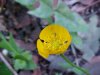 Common Buttercup (Ranunculus acris)