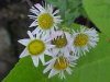 Philadelphia Fleabane (Erigeron philadelphicus)