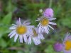 Philadelphia Fleabane (Erigeron philadelphicus)