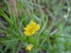 Canadian Dwarf Cinquefoil (Potentilla canadensis)