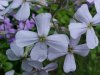 Dame's Rocket; Dame's Violet; Mother-of-the-Evening (Hesperis matronalis)