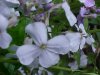 Dame's Rocket; Dame's Violet; Mother-of-the-Evening (Hesperis matronalis)