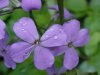 Dame's Rocket; Dame's Violet; Mother-of-the-Evening (Hesperis matronalis)