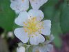 Multiflora Rose (Rosa multiflora)