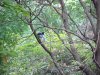 Birdlife of LDEO, Columbia Univ., Palisades, N.Y., USA