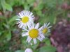 Philadelphia Fleabane (Erigeron philadelphicus)