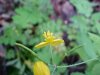 Greater Celandine; Wartweed (Chelidonium majus)