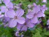 Dame's Rocket; Dame's Violet; Mother-of-the-Evening (Hesperis matronalis)