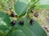 Black swallow-wort (Cynanchum nigrum; Cynanchum rossicum)