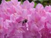 Bee and Mountain Rosebay; Catawba Rhododendron (Rhodododendron catawbiense)