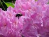 Bee and Mountain Rosebay; Catawba Rhododendron (Rhodododendron catawbiense)