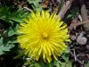Common Dandelion (Taraxacum officinale)