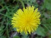Common Dandelion (Taraxacum officinale)