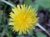 Common Dandelion (Taraxacum officinale)