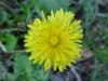Common Dandelion (Taraxacum officinale)