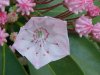 Mountain Laurel (Kalmia latifolia)