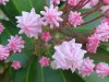Mountain Laurel (Kalmia latifolia)