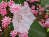 Mountain Laurel (Kalmia latifolia)
