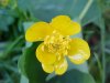 Common Buttercup (Ranunculus acris)