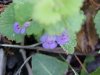 Ground Ivy; Gill-over-the-ground;  Creeping Charlie (Glechoma  hederacea)