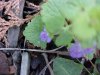 Ground Ivy; Gill-over-the-ground;  Creeping Charlie (Glechoma  hederacea)