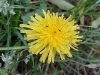 Common Dandelion (Taraxacum officinale)