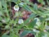 Mouse-ear Chickweed (Cerastium fontanum)