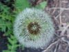 Common Dandelion (Taraxacum officinale)