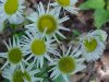 Philadelphia Fleabane (Erigeron philadelphicus)