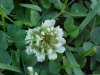 White Clover; Dutch Clover (Trifolium repens)