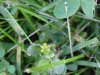 Black Medick (Medicago lupulina)