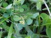 Black Medick (Medicago lupulina)