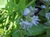 Common Speedwell (Veronica officinalis)