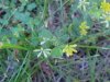 Black Medick (Medicago lupulina)