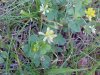 Black Medick (Medicago lupulina)