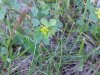 Black Medick (Medicago  lupulina)