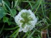 White Clover; Dutch Clover (Trifolium repens)