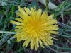 Common Dandelion (Taraxacum officinale)