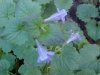 Ground Ivy; Gill-over-the-ground;  Creeping Charlie (Glechoma  hederacea)